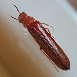 Elateroides dermestoides